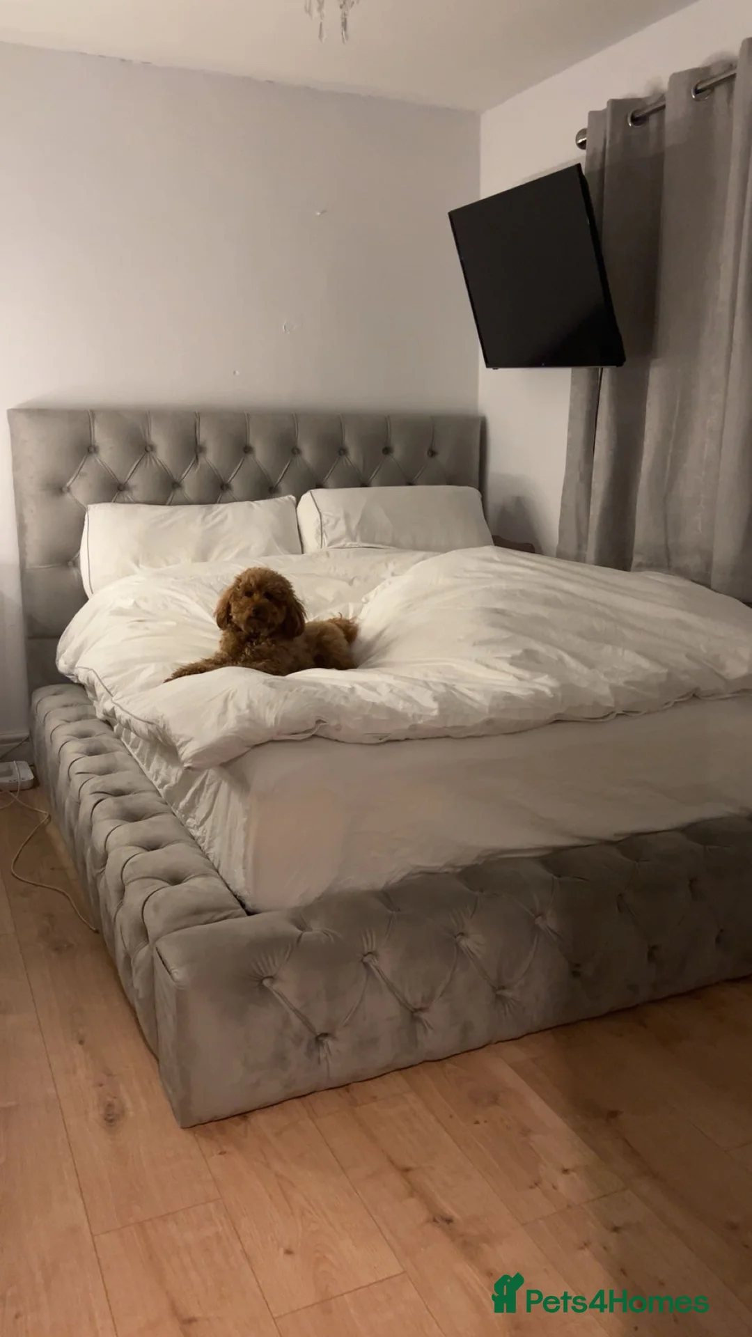 Miniature Poodle dogs for stud: Stunning Red K.C Mini Poodle for Stud in Stratford-upon-Avon - Advert 2