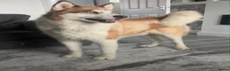 Siberian Husky dogs for sale: 4 beautiful husky puppy’s  in Seaham - Advert 9