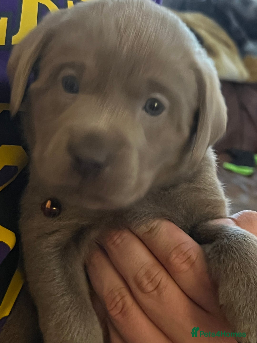 Labrador Retriever dogs for sale: Kc dna clear silver Labrador pups  - Advert 30