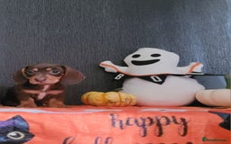 Miniature Dachshund dogs for sale: Miniature dachshunds - Image 4