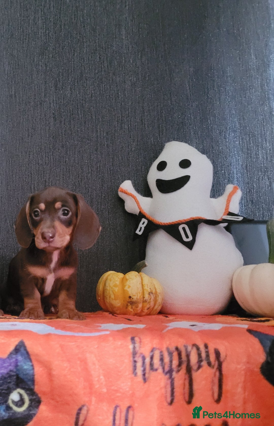 Miniature Dachshund dogs for sale: Miniature dachshunds - Image 4