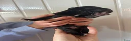 Staffordshire Bull Terrier dogs for sale: Staffordshire bull terrier puppy's  in Colchester - Advert 16