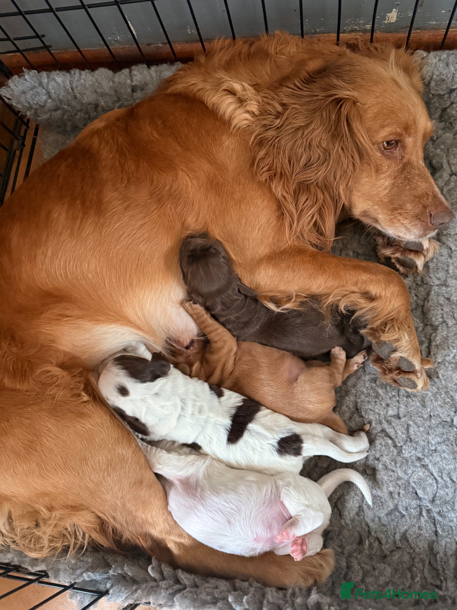 Cocker Spaniel dogs Beautiful roan cocker spaniels for sale - Advert 1