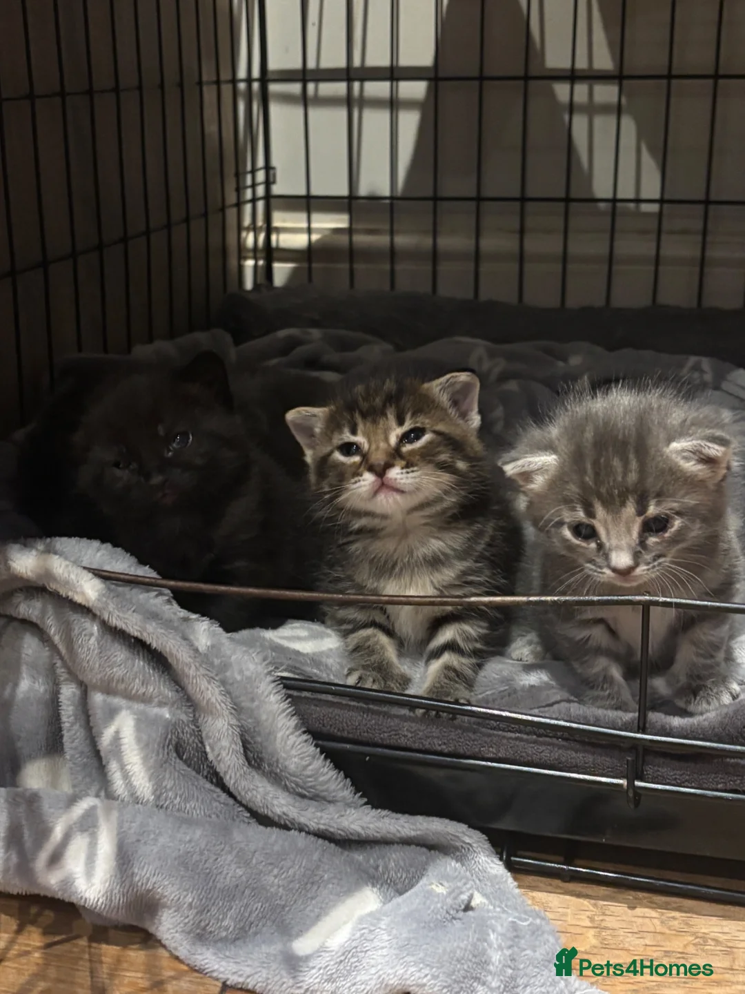 Mixed Breed cats for sale:      5 Beautiful Tabby Kittens Looking For Homes in Morden - Advert 12