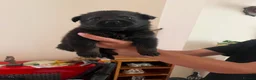 German Shepherd dogs for sale: German Shepard puppies straight back  - Advert 4