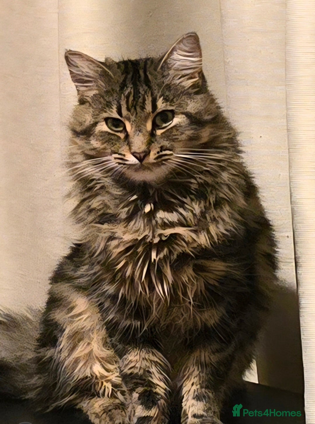 Mixed Breed cats 1 year old cat in need of a new home  - Advert 15