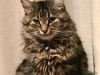 Mixed Breed cats 1 year old cat in bed if a new home - Advert 9