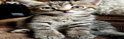Bengal cats for sale: Glitter Bengal X With Famous References! - Advert 21