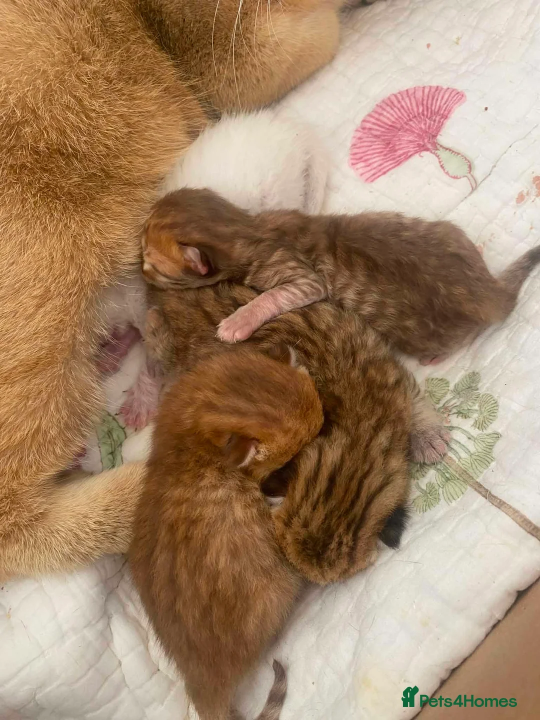 British Shorthair cats for sale: British shorthair kittens  - Advert 40