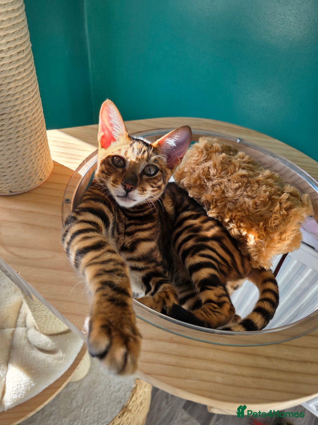 Toyger cats for sale: Toyger Boy - Advert 4