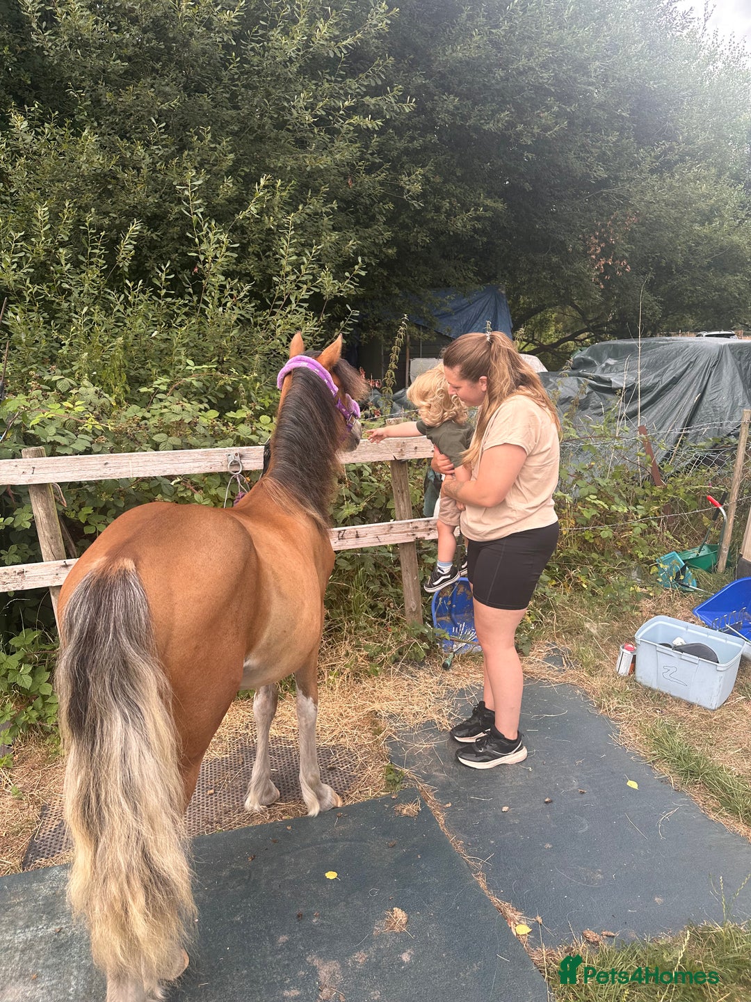 Irish Cob horses for sale: Buddy - Image 12