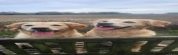 Golden Retriever dogs for sale: Selective litter from health tested parents - Advert 19