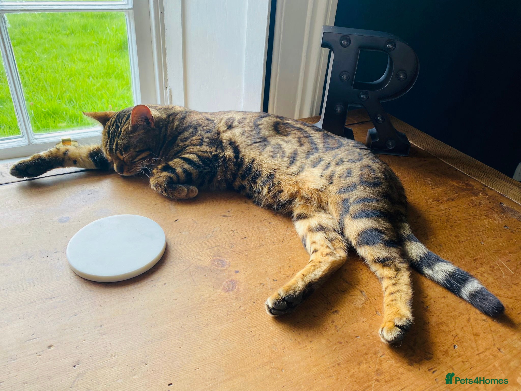 Bengal cats for sale: Beautiful Bengal Female Cat - Advert 13