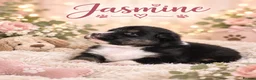 Australian Shepherd dogs for sale: Australian shepherds  - Advert 36