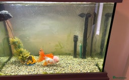 Fancy Goldfish fish for sale: Fancy Goldfish, with full set up  - Image 2