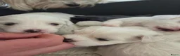 Maltese dogs for sale: 4 pure Maltese puppies for sale  in Grantham - Advert 8