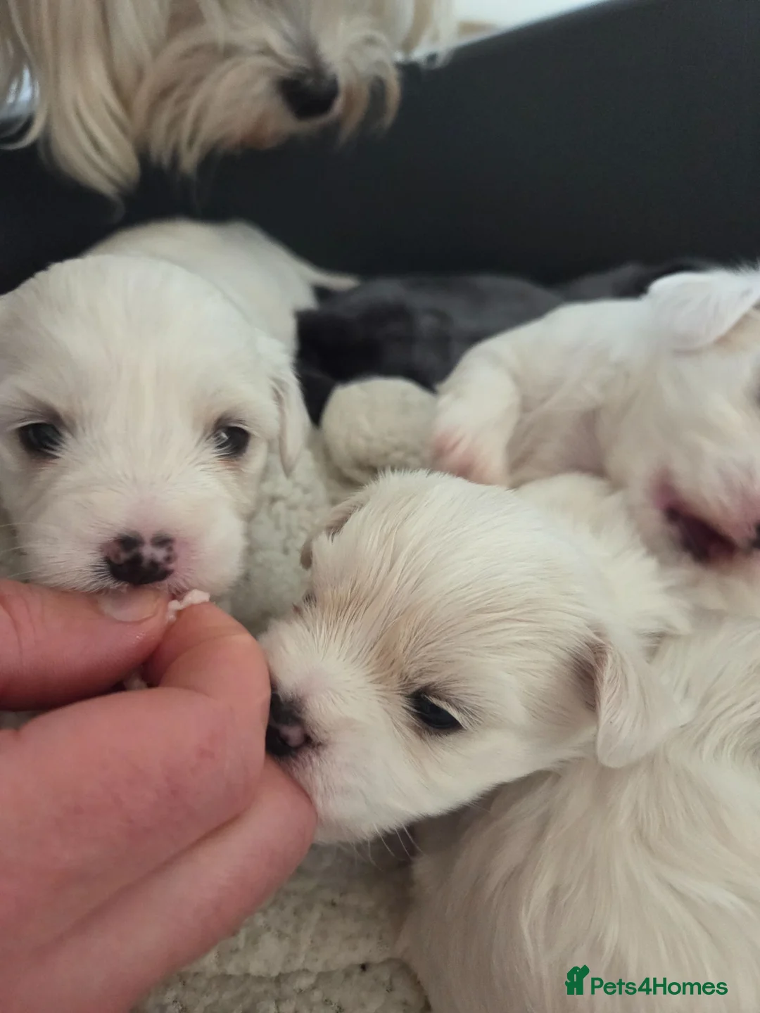 Maltese dogs for sale: 4 pure Maltese puppies for sale  in Grantham - Advert 8