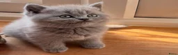 British Shorthair cats for sale: Gorgeous Pedigree BSH x Persian ready to go now - Advert 7