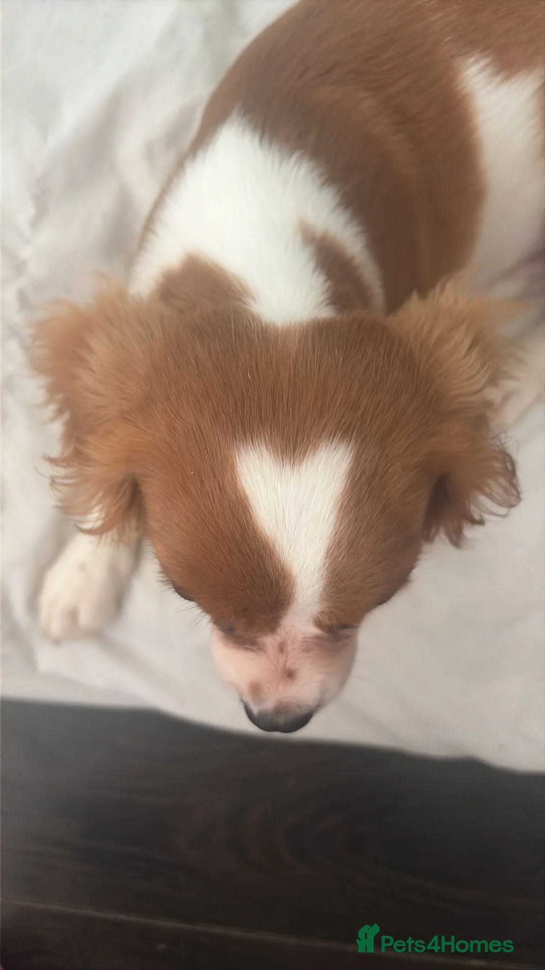 Cavalier King Charles Spaniel dogs for sale: Puppy King Charles - Advert 2
