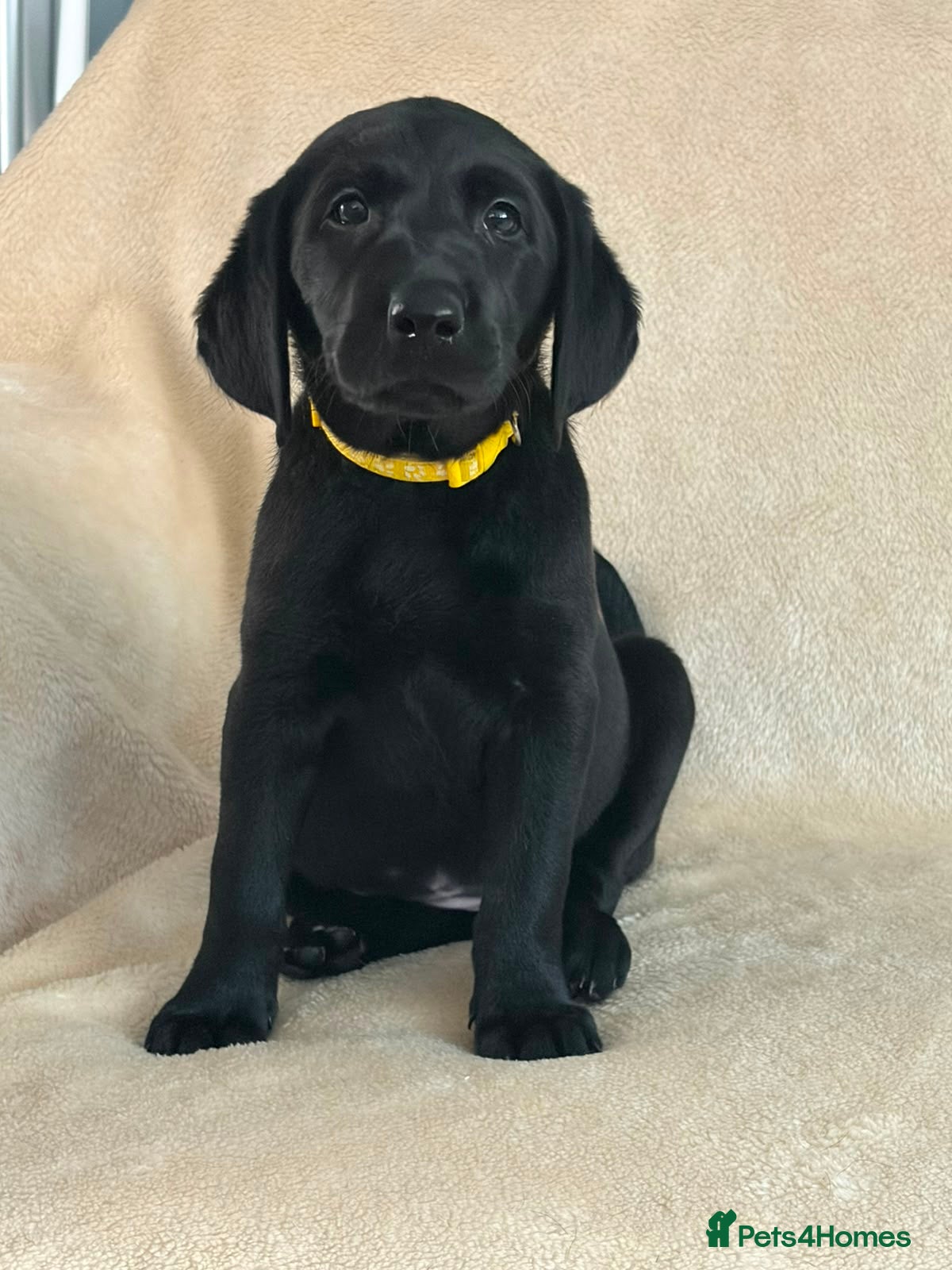 Labrador Retriever dogs 6 beautiful lab girls  - Advert 1