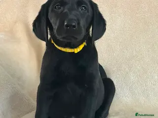 Labrador Retriever dogs 6 beautiful lab girls - Advert 1
