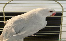 Ringnecks birds for sale: White/blue Indian ring neck  - Image 2