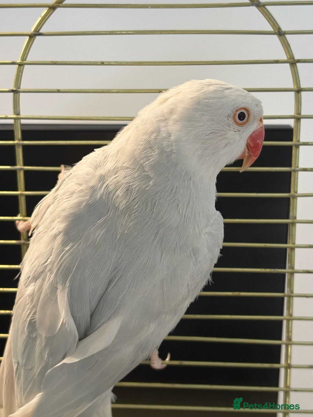 Ringnecks birds for sale: White/blue Indian ring neck  - Image 2