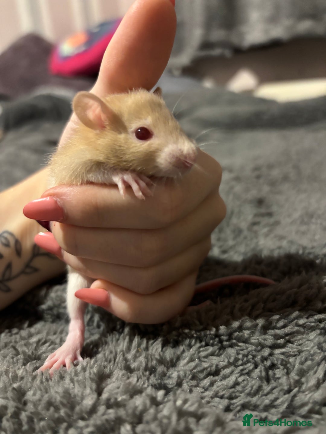 Rat rodents for sale: baby rats for sale GOING FAST.  - Advert 12