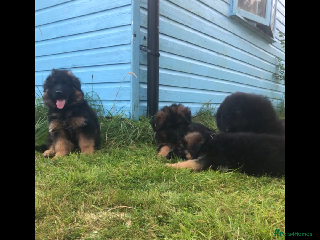 German Shepherd dogs for sale: Beautiful chunky long haired black, tan & red pups - Image 24