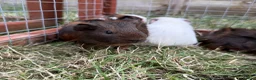 Guinea Pig rodents for sale: Cheeky baby guinea pigs! - Advert 4
