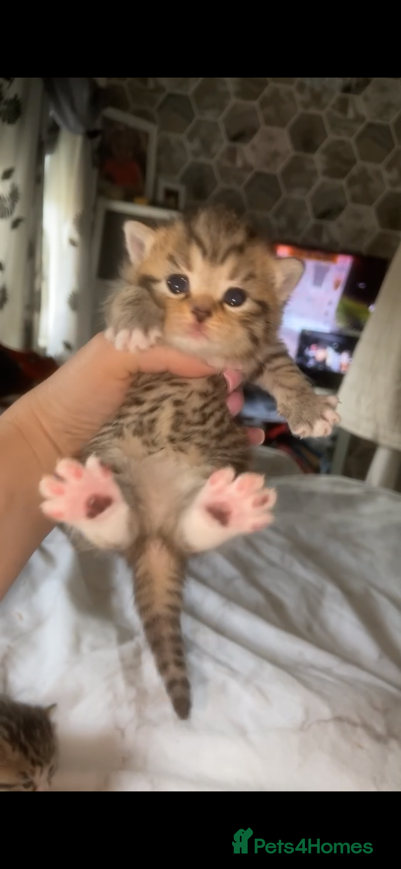 Mixed Breed cats 6 x Stunning Mixed Bengal/British Shorthair Cross  - Advert 1