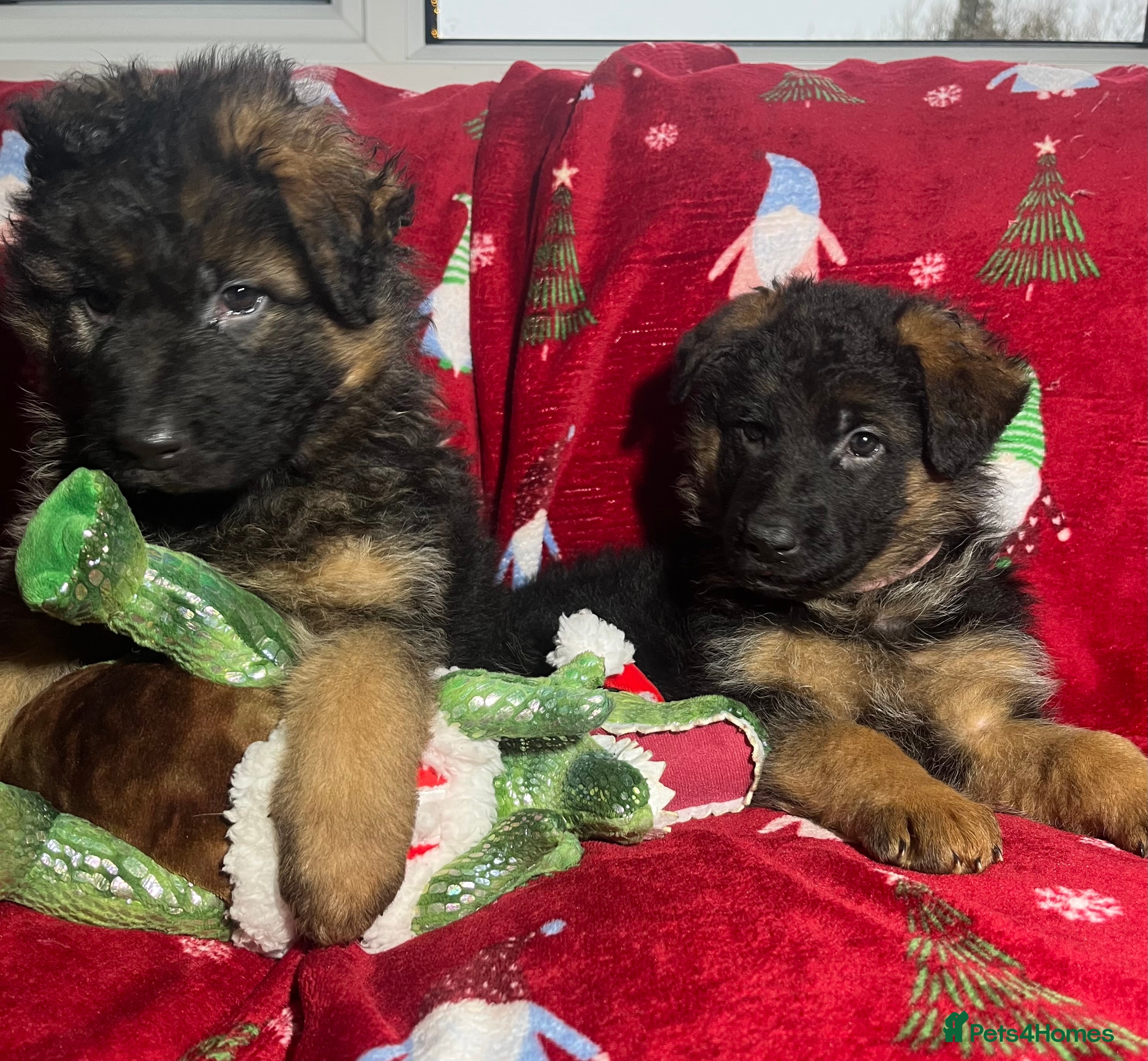 German Shepherd dogs Outstanding long haired Gsd pups  for sale  - Advert 4