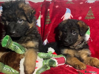 German Shepherd dogs Outstanding long haired Gsd pups for sale - Advert 4