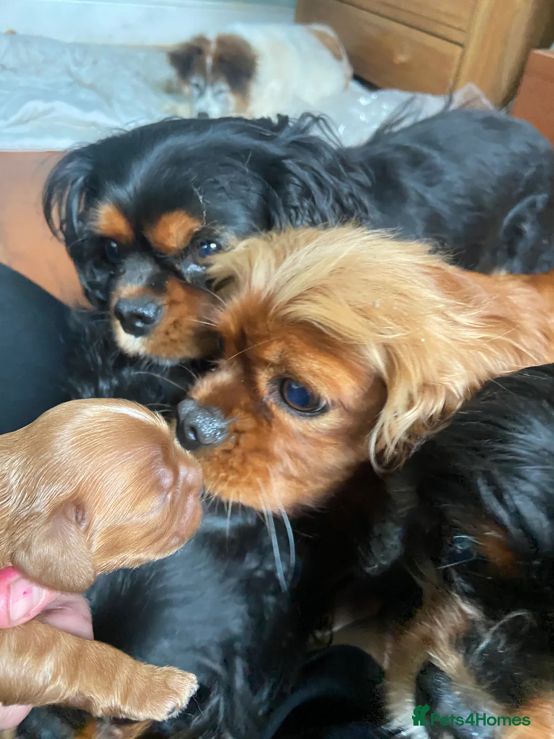 Gallery Image {{count}}