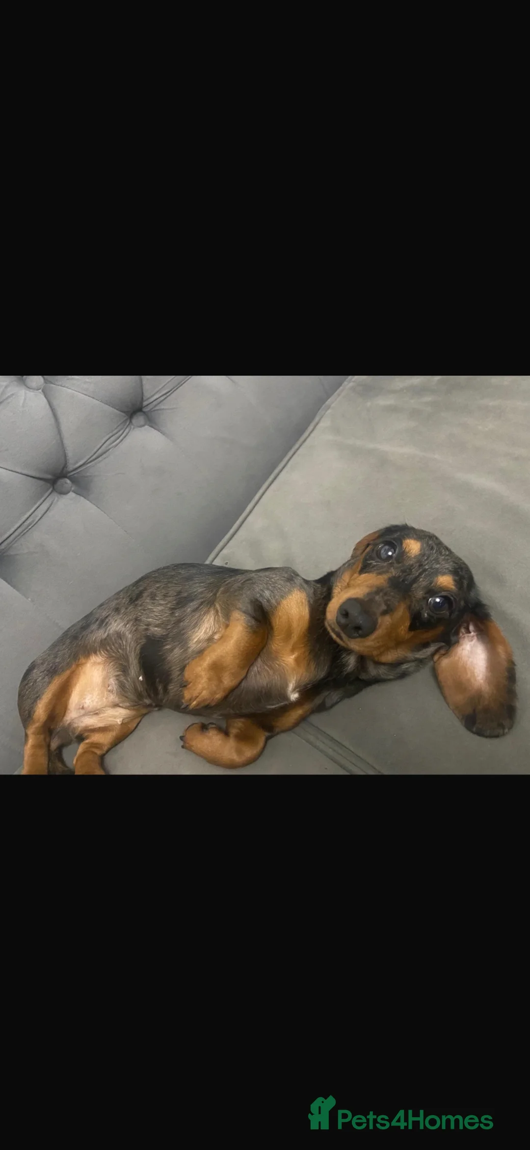 Miniature Dachshund dogs for sale: Miniature daschund puppies KC registered  - Advert 9