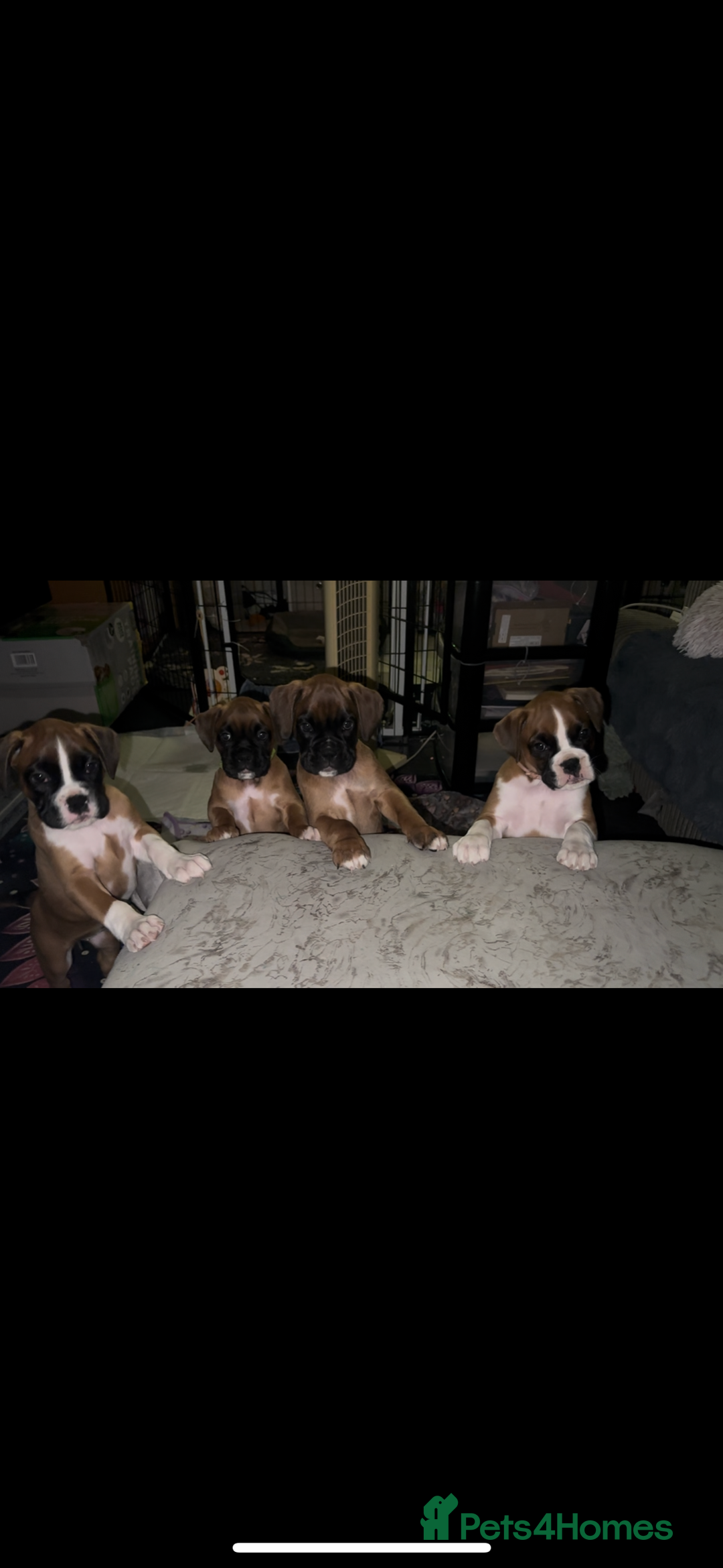 Boxer dogs for sale: READY NOW Boxer Puppies KC registered  - Image 30