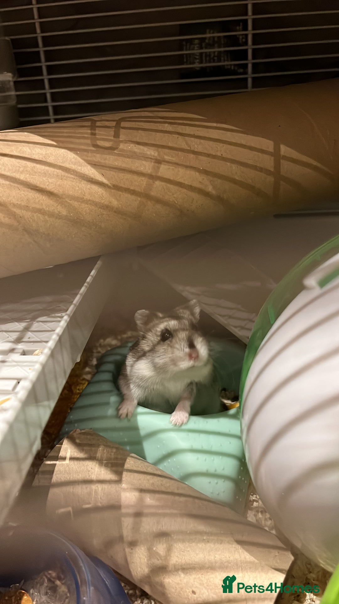 Hamster rodents for sale: Hamster Looking for a Loving New Home – Watford - Advert 4