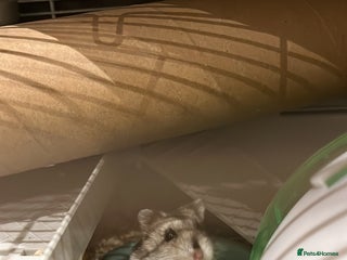 Hamster rodents Hamster Looking for a Loving New Home – Watford - Advert 1