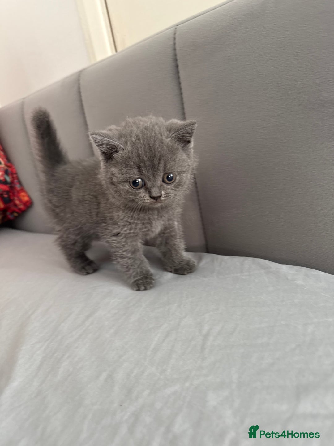 British Shorthair cats for sale: British shorthairs x7 | around oxford  - Image 12