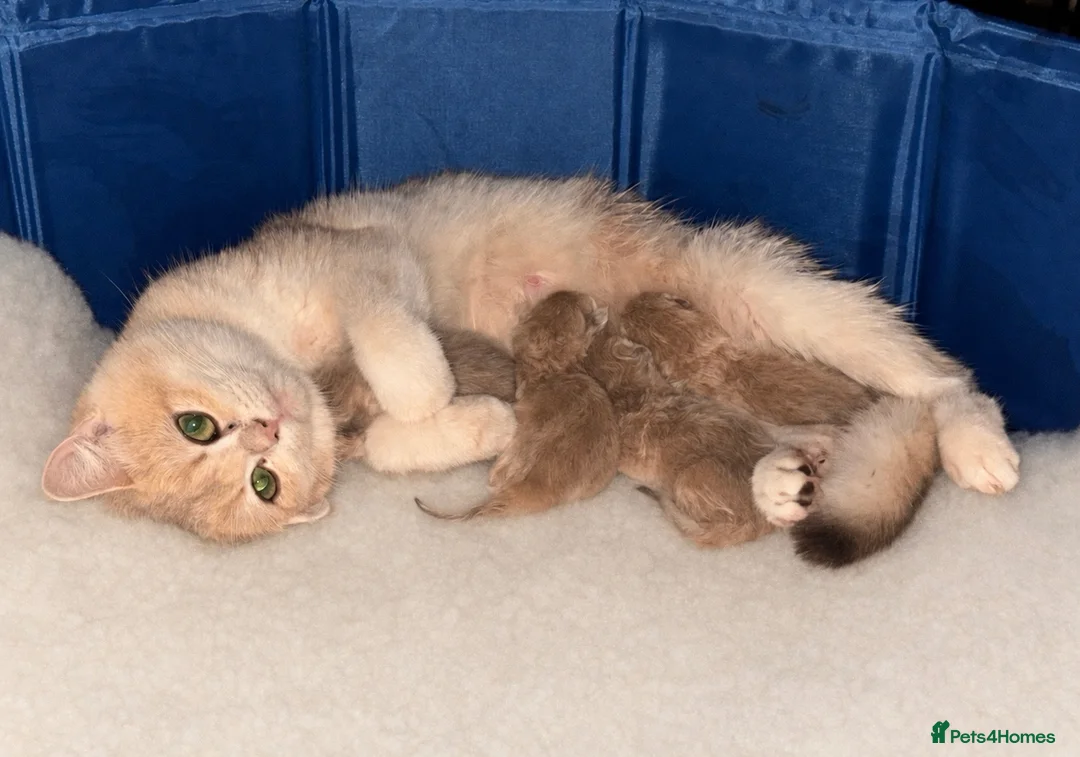 British Shorthair cats for sale: Golden Blue British Shorthairs  - Advert 2