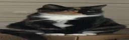 Mixed Breed cats for sale: Female kitten  - Advert 3