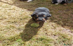 Mixed Breed dogs for sale: collie x Huntaway  pups one boy left  - Image 17