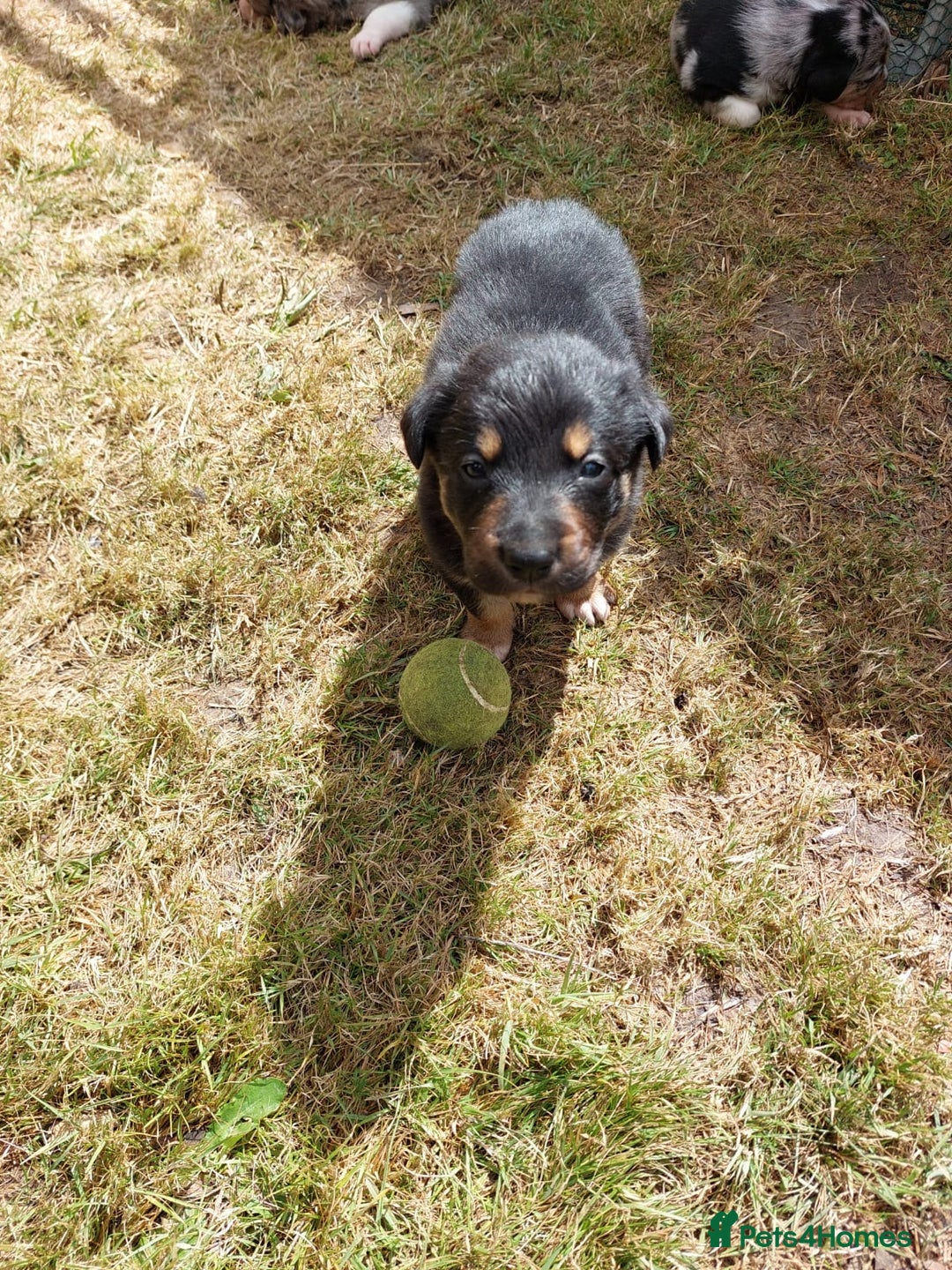 Mixed Breed dogs for sale: collie x Huntaway  pups one boy left  - Image 17