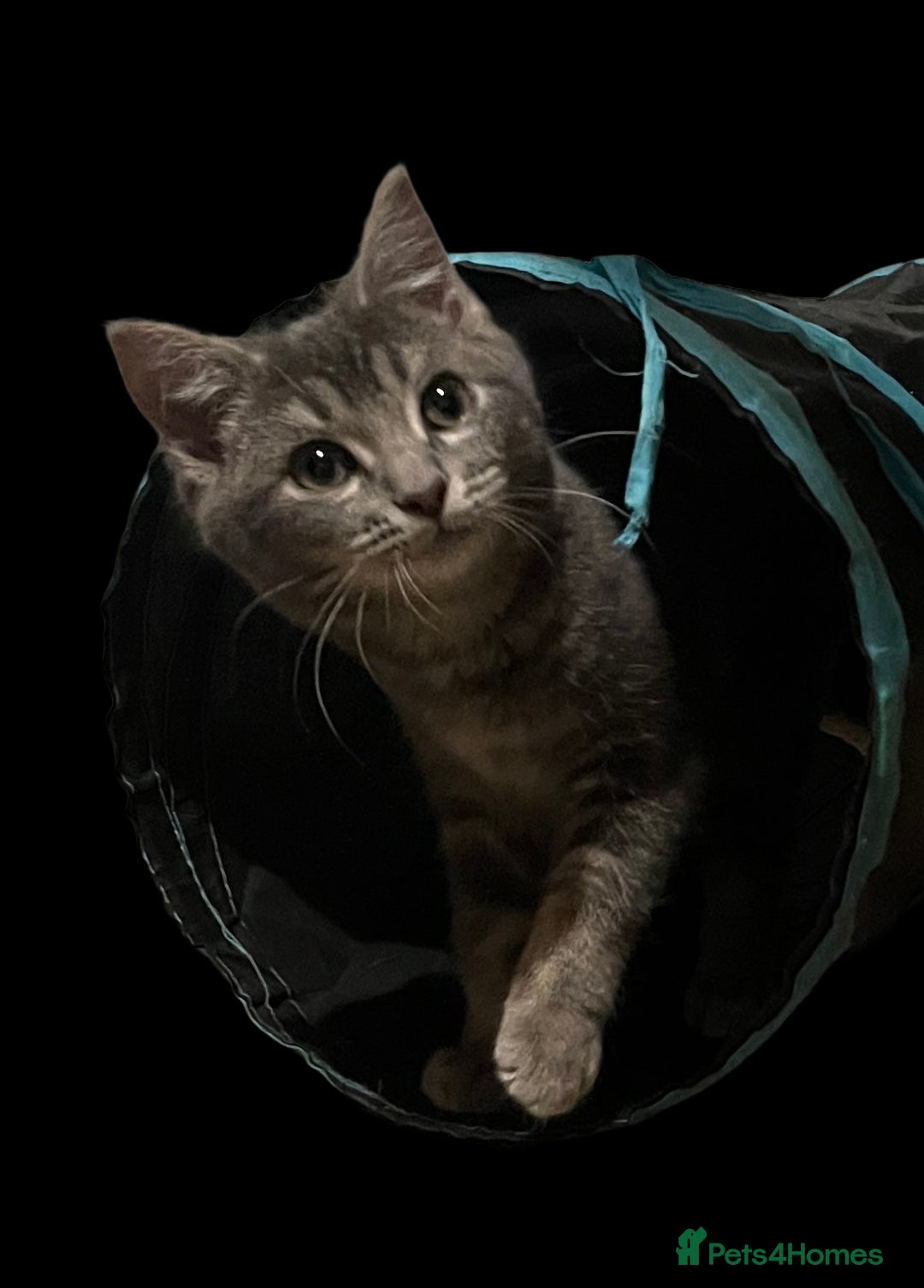 Mixed Breed cats for sale: Gorgeous kittens. Too pretty to be farm cats! - Advert 7