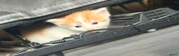 Mixed Breed cats for sale: 2 x ginger boys  - Advert 10