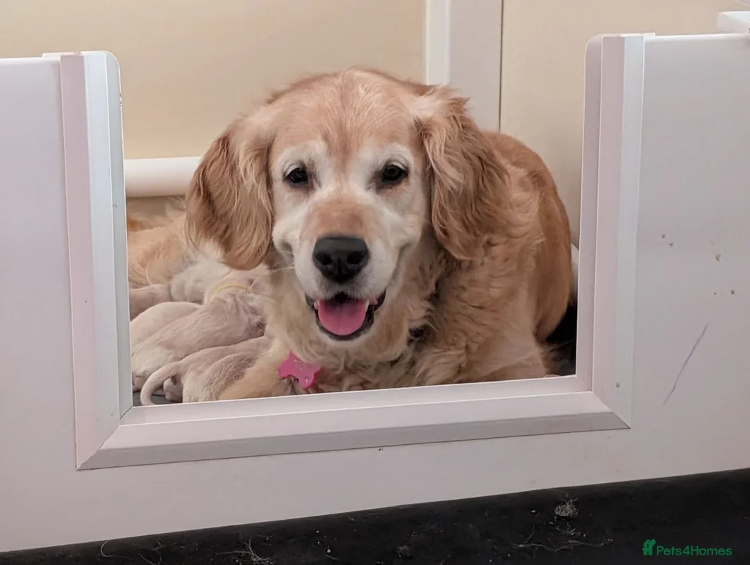 Golden Retriever dogs for sale: Fully Health tested Golden Retriever Pups - Advert 1