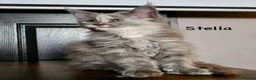 Maine Coon cats for sale: ✨ TICA Registered Maine Coon Kittens ✨ - Advert 19