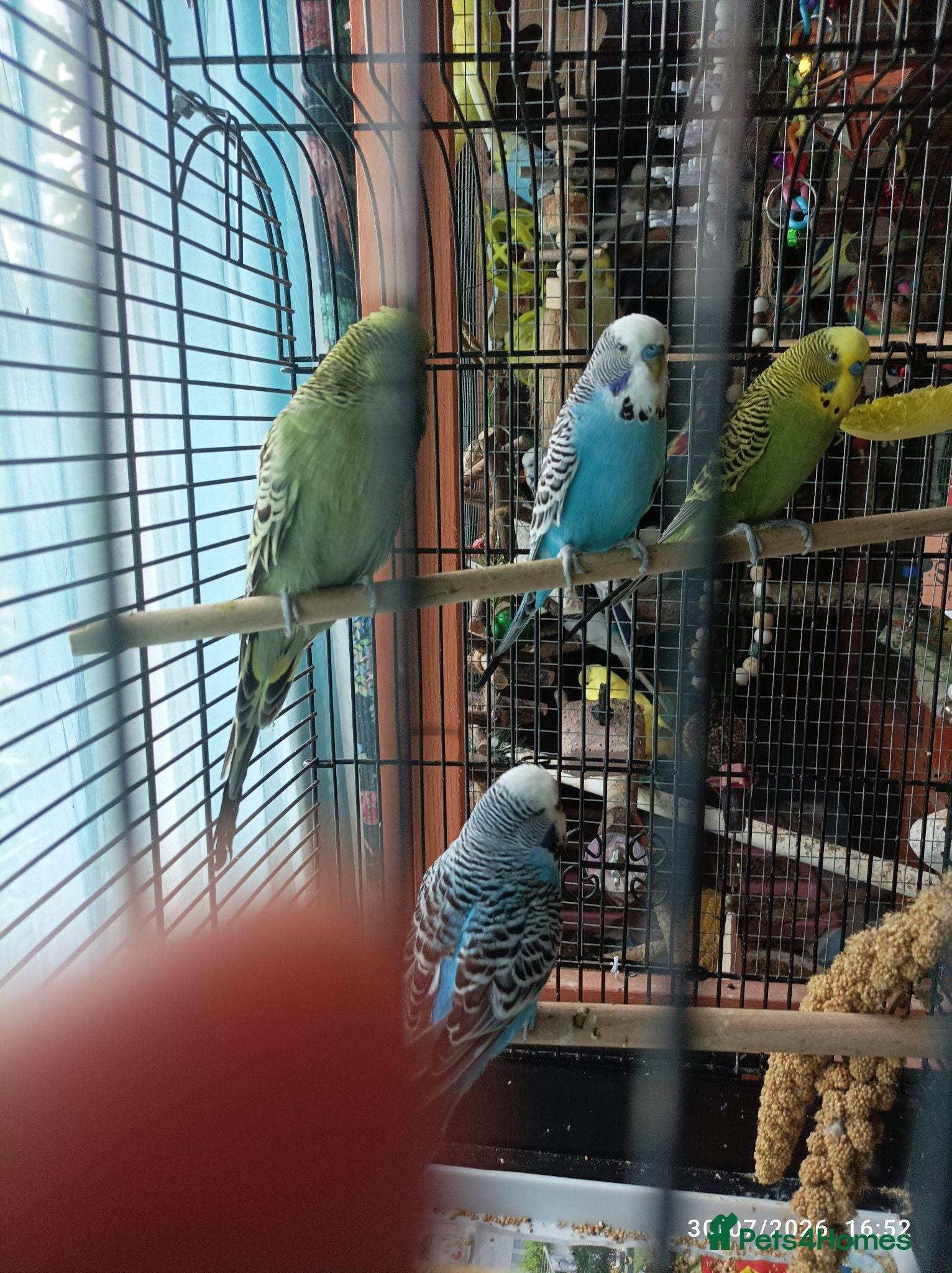 Budgerigars birds Budgie Birds MALES 4 left now - Advert 15