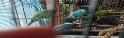 Budgerigars birds for sale: Budgie Birds pairs available still 28/8/26 - Advert 1