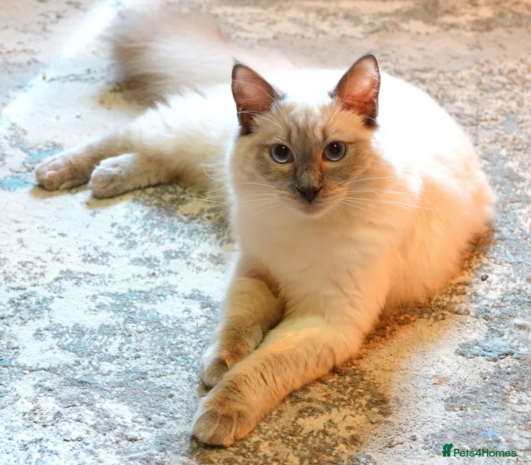 Ragdoll cats for sale: Genuine GCCF Reg Ragdoll - Advert 4